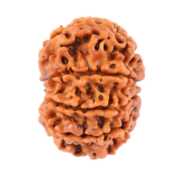 8 Mukhi Nepalese Rudraksha - Bead No. 53
