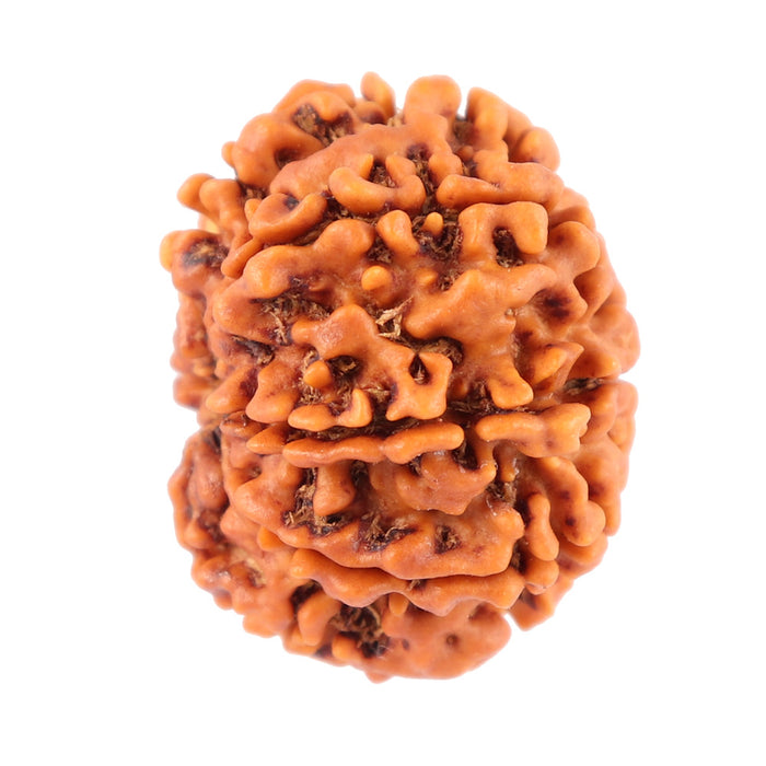 8 Mukhi Nepalese Rudraksha - Bead No. 54