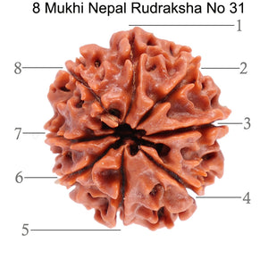 8 Mukhi Nepalese Rudraksha - Bead No. 31