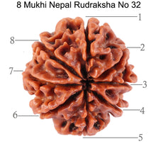 Load image into Gallery viewer, 8 Mukhi Nepalese Rudraksha - Bead No. 32
