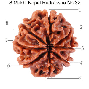 8 Mukhi Nepalese Rudraksha - Bead No. 32