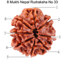 Load image into Gallery viewer, 8 Mukhi Nepalese Rudraksha - Bead No. 33
