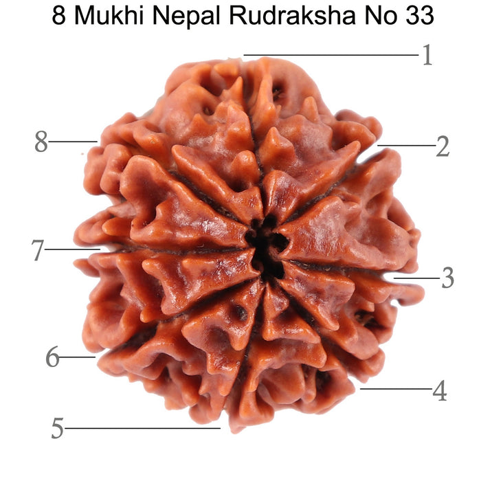 8 Mukhi Nepalese Rudraksha - Bead No. 33