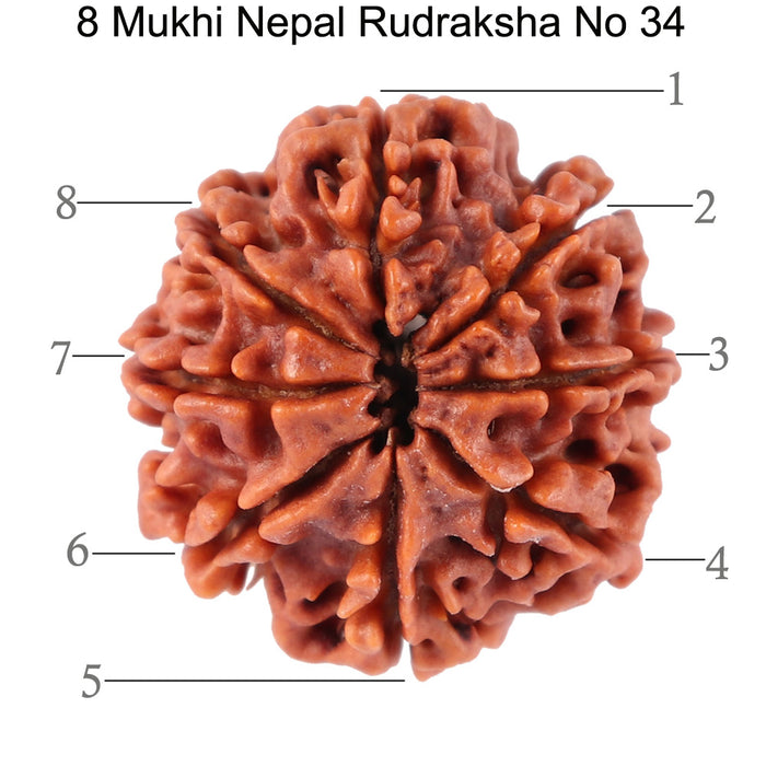 8 Mukhi Nepalese Rudraksha - Bead No. 34