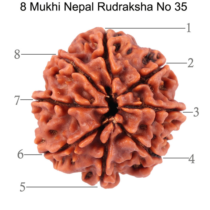 8 Mukhi Nepalese Rudraksha - Bead No. 35
