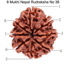 Load image into Gallery viewer, 8 Mukhi Nepalese Rudraksha - Bead No. 38
