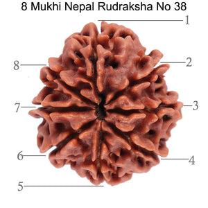 8 Mukhi Nepalese Rudraksha - Bead No. 38