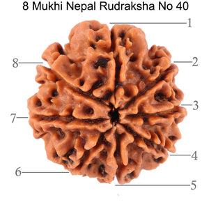 8 Mukhi Nepalese Rudraksha - Bead No. 40