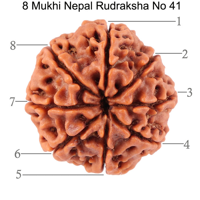 8 Mukhi Nepalese Rudraksha - Bead No. 41