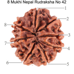 8 Mukhi Nepalese Rudraksha - Bead No. 42