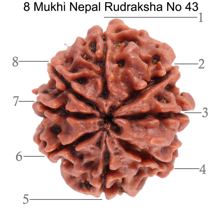8 Mukhi Nepalese Rudraksha - Bead No. 43