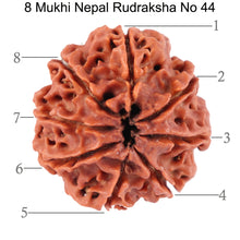 Load image into Gallery viewer, 8 Mukhi Nepalese Rudraksha - Bead No. 44
