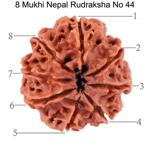 8 Mukhi Nepalese Rudraksha - Bead No. 44