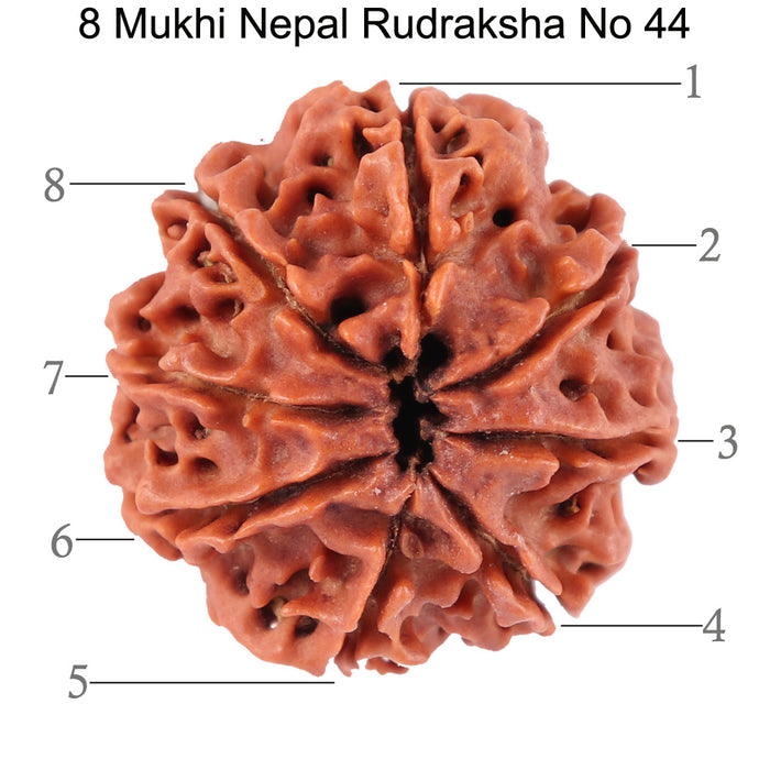 8 Mukhi Nepalese Rudraksha - Bead No. 44