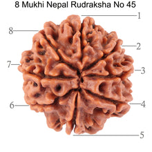Load image into Gallery viewer, 8 Mukhi Nepalese Rudraksha - Bead No. 45
