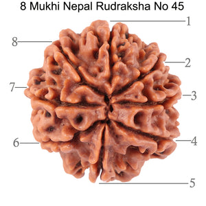 8 Mukhi Nepalese Rudraksha - Bead No. 45