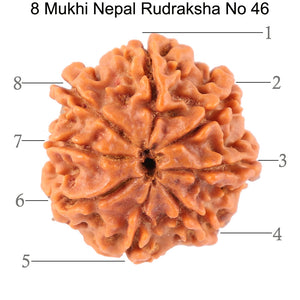 8 Mukhi Nepalese Rudraksha - Bead No. 46