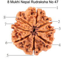 Load image into Gallery viewer, 8 Mukhi Nepalese Rudraksha - Bead No. 47
