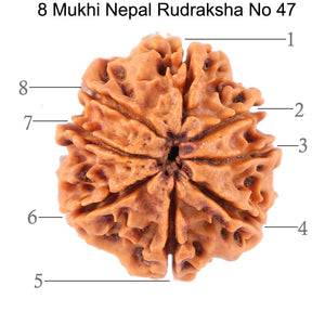 8 Mukhi Nepalese Rudraksha - Bead No. 47