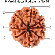 Load image into Gallery viewer, 8 Mukhi Nepalese Rudraksha - Bead No. 48
