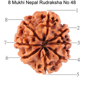8 Mukhi Nepalese Rudraksha - Bead No. 48