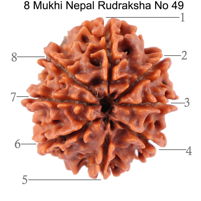 8 Mukhi Nepalese Rudraksha - Bead No. 49