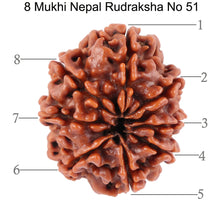 Load image into Gallery viewer, 8 Mukhi Nepalese Rudraksha - Bead No. 51
