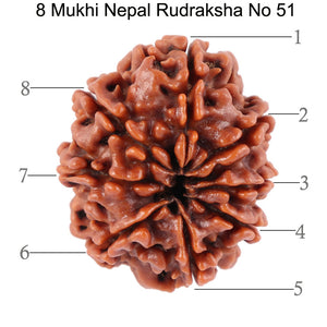 8 Mukhi Nepalese Rudraksha - Bead No. 51