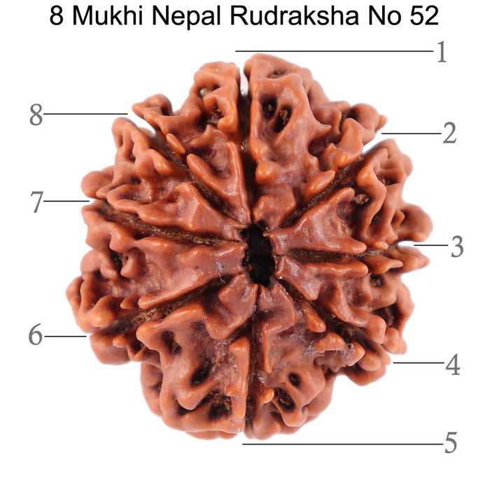 8 Mukhi Nepalese Rudraksha - Bead No. 52