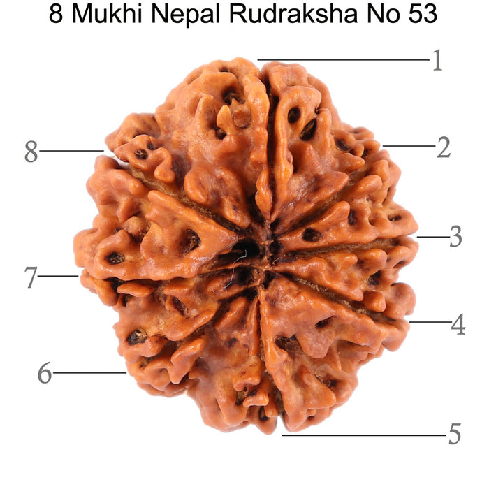 8 Mukhi Nepalese Rudraksha - Bead No. 53