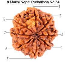 Load image into Gallery viewer, 8 Mukhi Nepalese Rudraksha - Bead No. 54
