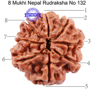 8 Mukhi Nepalese Rudraksha - Bead No. 132