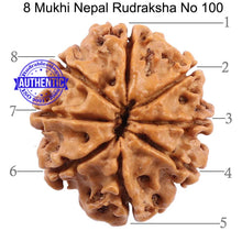 Load image into Gallery viewer, 8 Mukhi Nepalese Rudraksha - Bead No. 100
