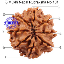 Load image into Gallery viewer, 8 Mukhi Nepalese Rudraksha - Bead No. 101
