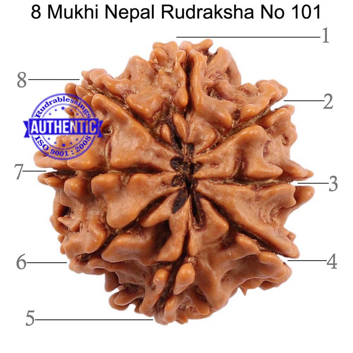 8 Mukhi Nepalese Rudraksha - Bead No. 101