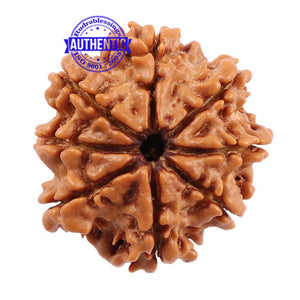 8 Mukhi Nepalese Rudraksha - Bead No. 101