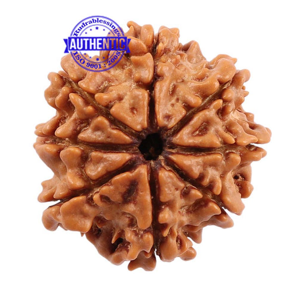 8 Mukhi Nepalese Rudraksha - Bead No. 101