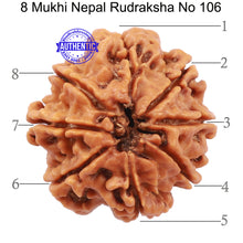 Load image into Gallery viewer, 8 Mukhi Nepalese Rudraksha - Bead No. 106
