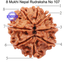 Load image into Gallery viewer, 8 Mukhi Nepalese Rudraksha - Bead No. 107
