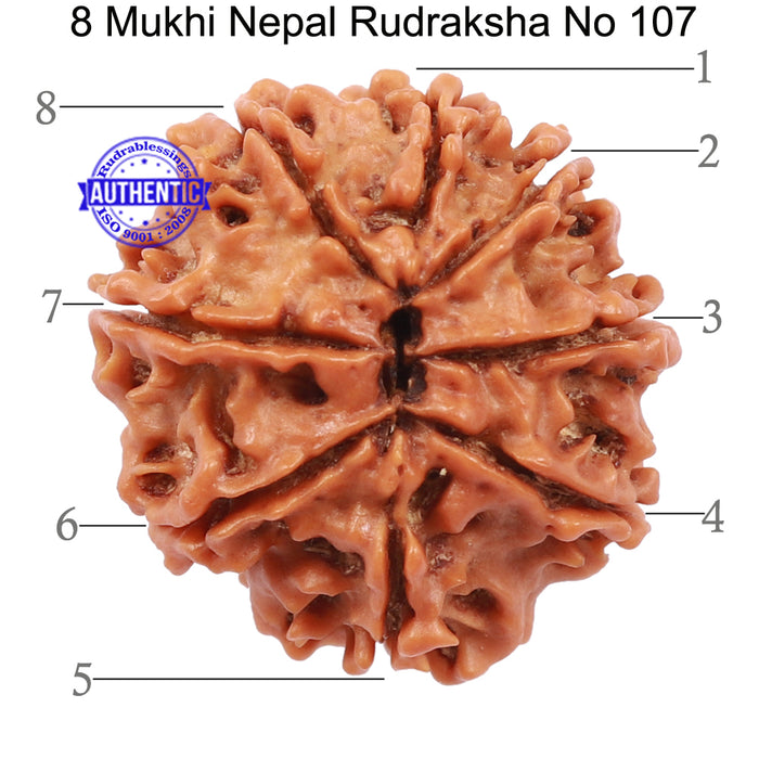 8 Mukhi Nepalese Rudraksha - Bead No. 107