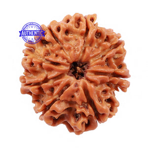 8 Mukhi Nepalese Rudraksha - Bead No. 107