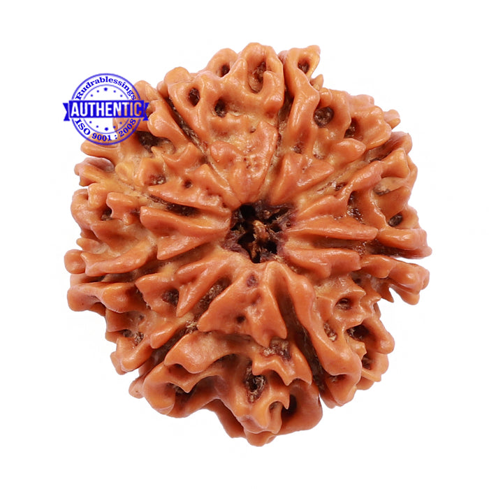 8 Mukhi Nepalese Rudraksha - Bead No. 107