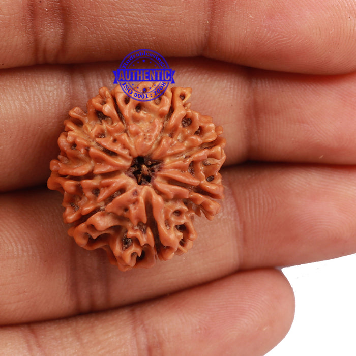 8 Mukhi Nepalese Rudraksha - Bead No. 107