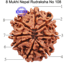 Load image into Gallery viewer, 8 Mukhi Nepalese Rudraksha - Bead No. 108
