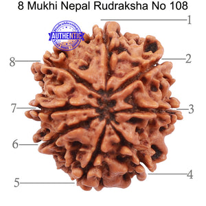 8 Mukhi Nepalese Rudraksha - Bead No. 108