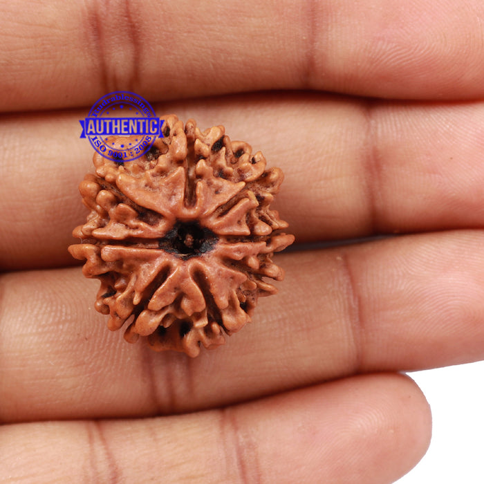 8 Mukhi Nepalese Rudraksha - Bead No. 108
