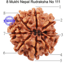 Load image into Gallery viewer, 8 Mukhi Nepalese Rudraksha - Bead No. 111
