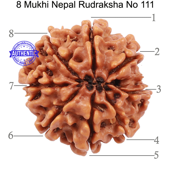 8 Mukhi Nepalese Rudraksha - Bead No. 111