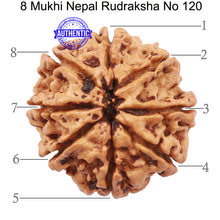 Load image into Gallery viewer, 8 Mukhi Nepalese Rudraksha - Bead No. 120
