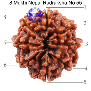 8 Mukhi Nepalese Rudraksha - Bead No. 55